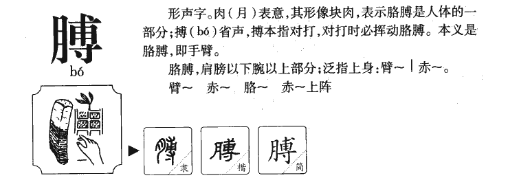 膊字五行属什么-膊字起名的寓意-膊字意思