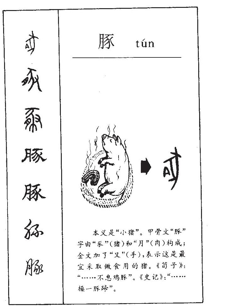 豚字五行属什么-豚字起名的寓意-豚字意思