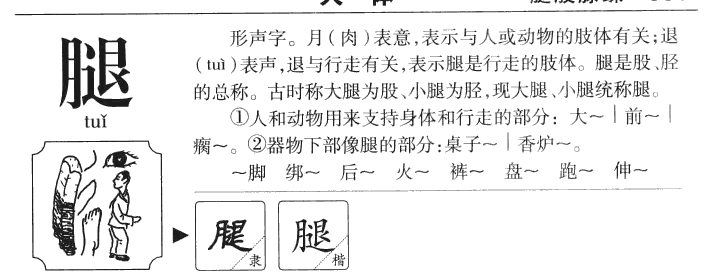 腿字五行属什么-腿字起名的寓意-腿字意思